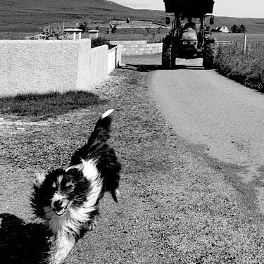 Aberdeen Angus breed at Kilmaluig a croft on the Isle of Skye